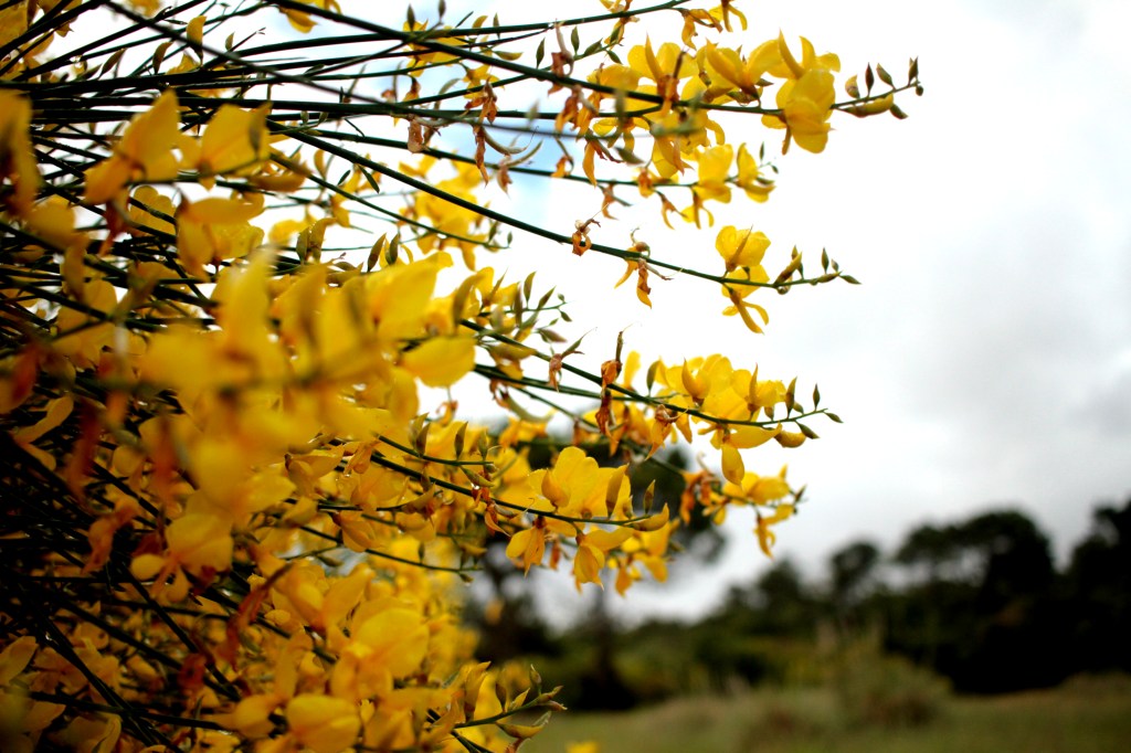 flores amarillas en Mar del Plata